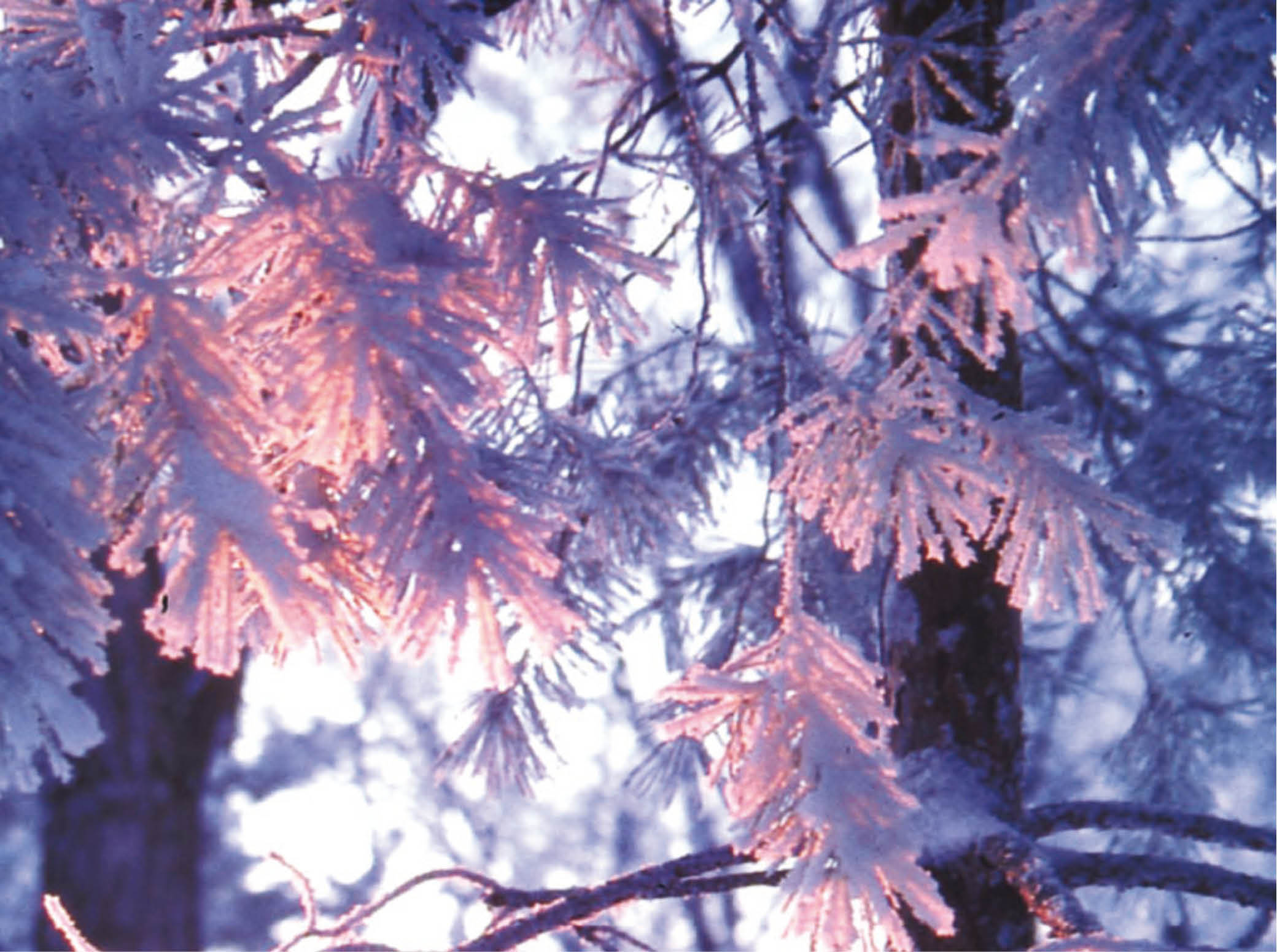 Weather Anomalies